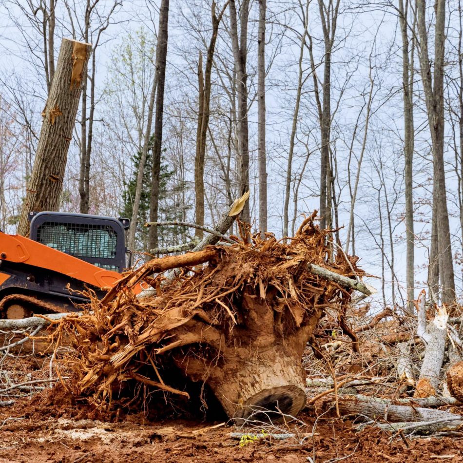 land-clearing-29-scaled